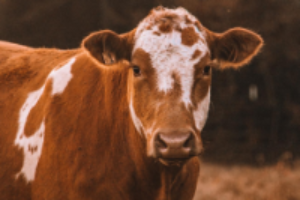 Gigi the cow